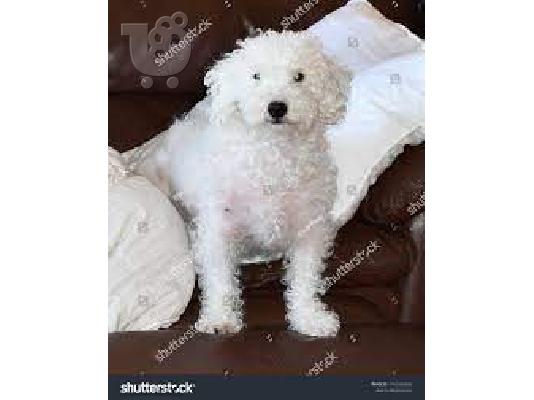 PoulaTo: mama je naš kućni ljubimac obitelji Jack Russell koji ima ljupki
